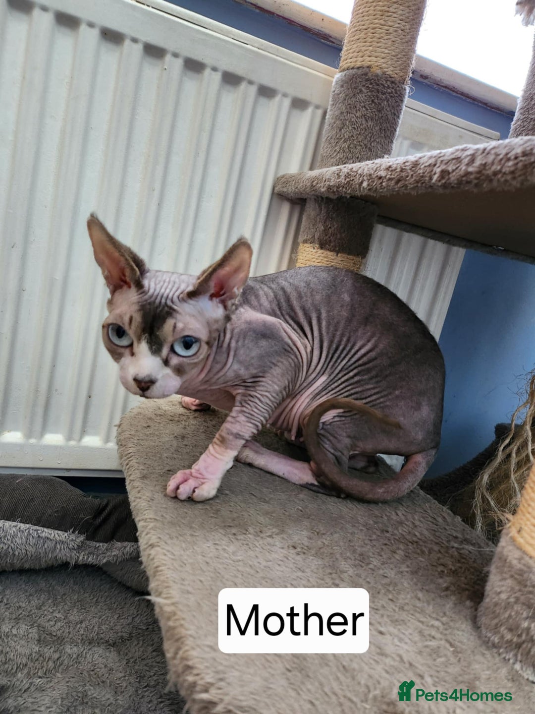 Sphynx cats for sale: REDUCED Ready now quality Tica canadian sphynx - Image 23