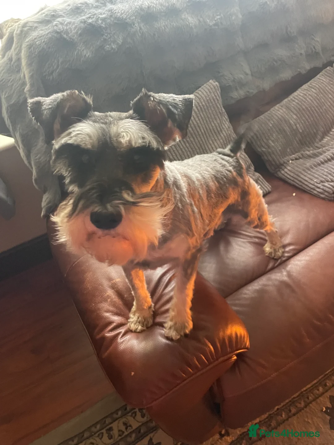 Miniature Schnauzer dogs for sale: Miniature schnauzer puppies  - Advert 2