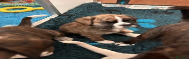 Boxer 3