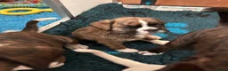 Boxer dogs for sale: Gorgeous well bred Boxer puppies - Advert 5