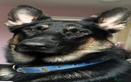 German Shepherd dogs for sale: KC registered German Shepherd puppies  - Image 14