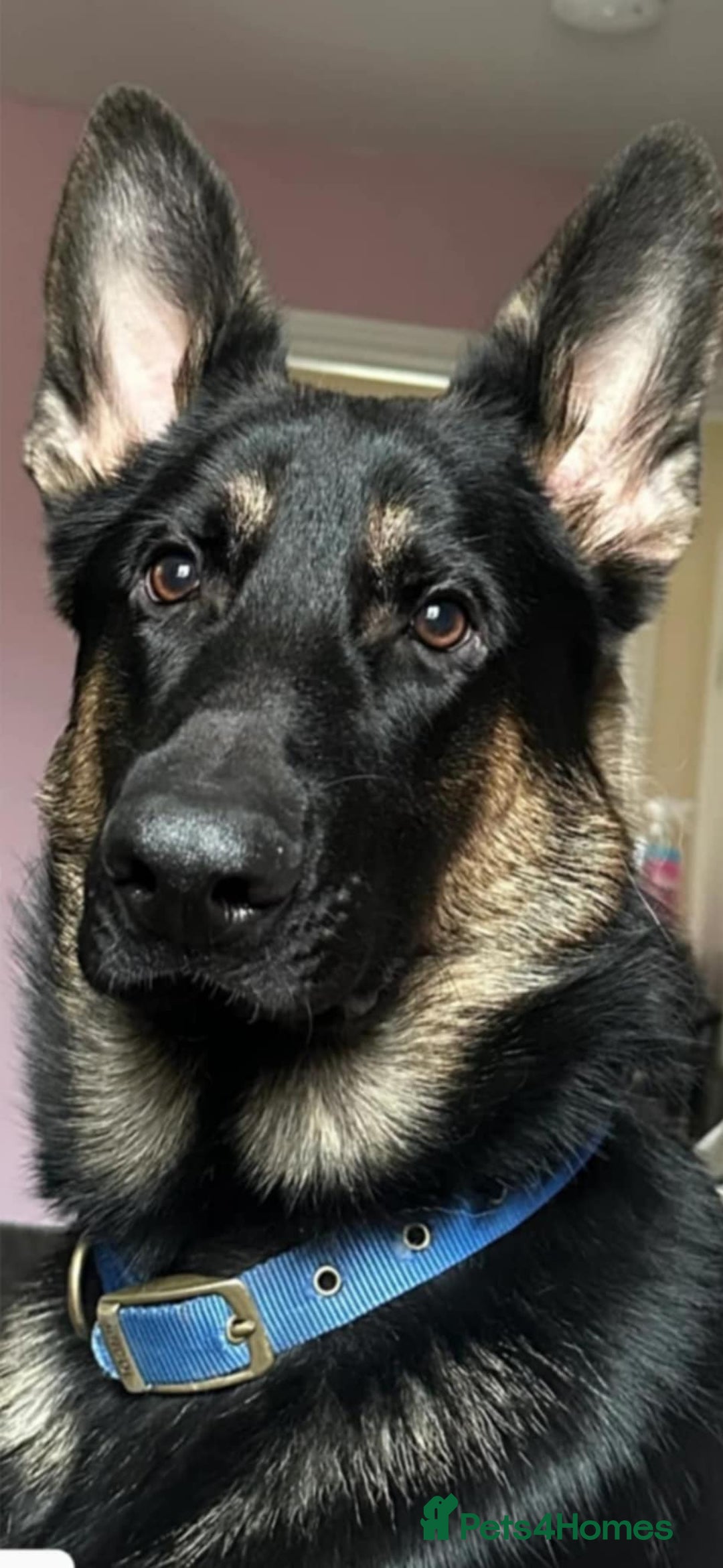 German Shepherd dogs for sale: KC registered German Shepherd puppies  - Image 14