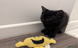 British Shorthair cats for sale: Black Slightly Fluffy Kittens  - Image 5