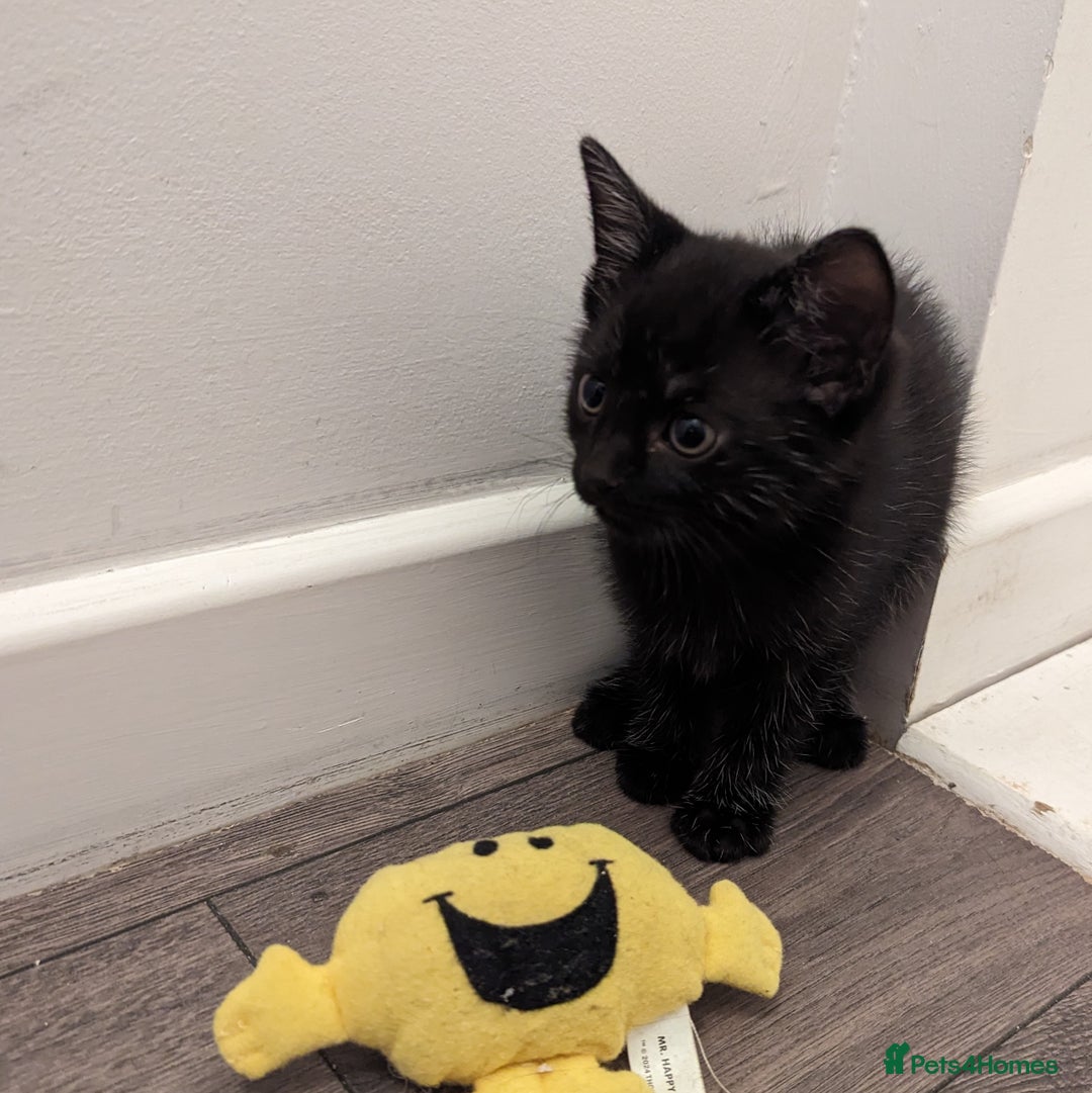 British Shorthair cats for sale: Black Slightly Fluffy Kittens  - Image 5