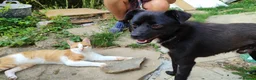Mixed Breed dogs for adoption: Little Lad Vernon - Available for adoption - Advert 8