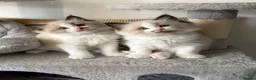 Ragdoll cats for sale: Seal Ragdoll Kittens in Bacup - Advert 15