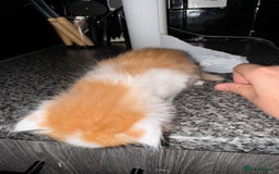 Mixed Breed cats for sale: 7 Mixed Kittens - Ginger, Tabby, Calico, White - Advert 18