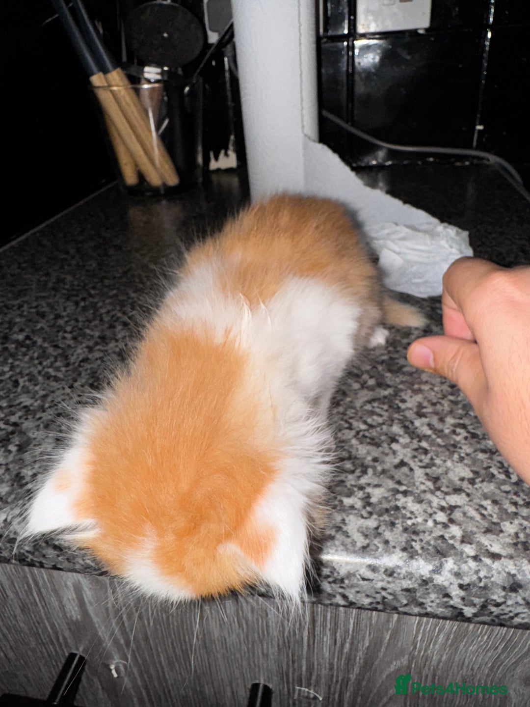 Mixed Breed cats for sale: 7 Mixed Kittens - Ginger, Tabby, Calico, White - Advert 18