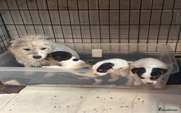 Jack Russell dogs for sale: 2 short legged male pups  - Image 4