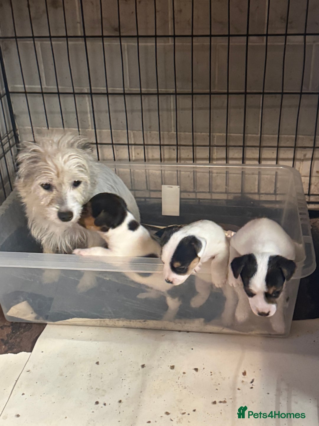 Jack Russell dogs for sale: 2 short legged male pups  - Image 4