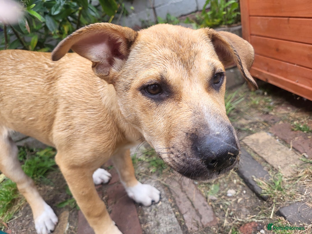 Mixed Breed dogs for sale: Ren (rennifer)  - Image 2