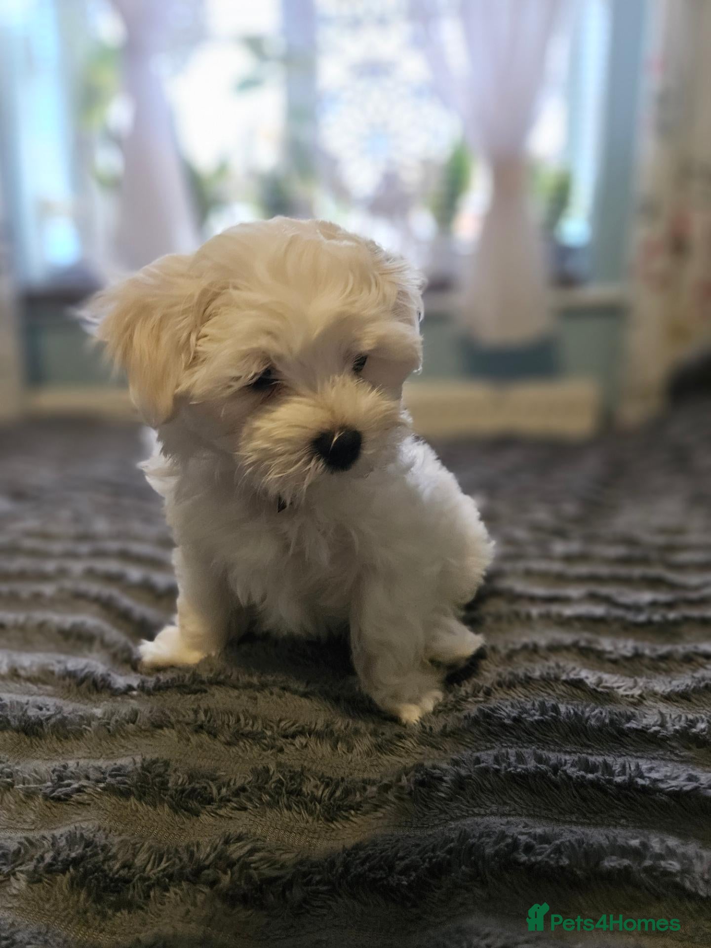 Maltese dogs Beautiful Maltese Puppies - Advert 1