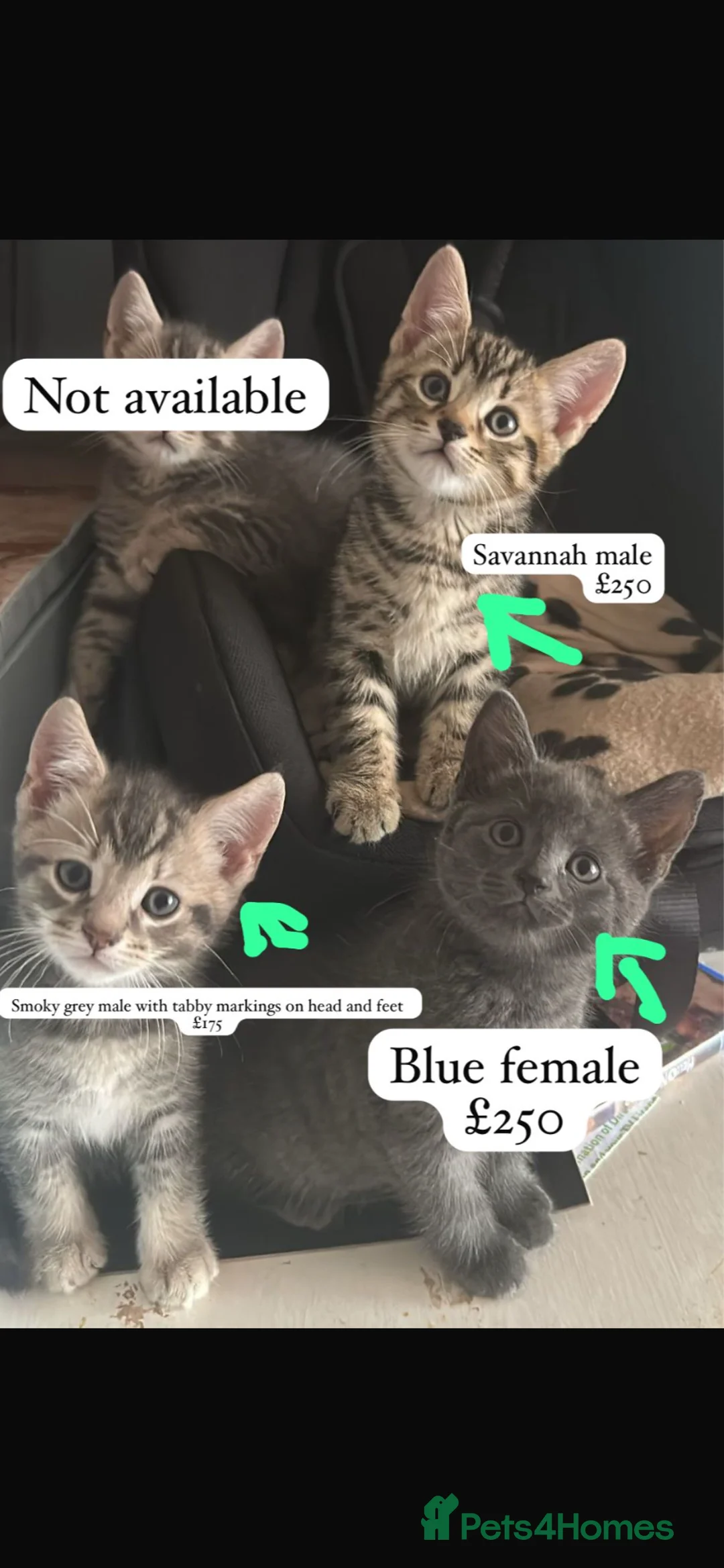 Mixed Breed cats for sale: Ready now West Midlands based - Advert 1