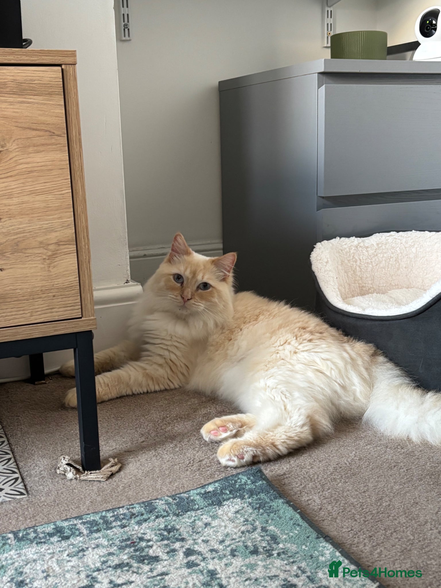 Ragdoll cats Male Ragdoll Cat  - Advert 2