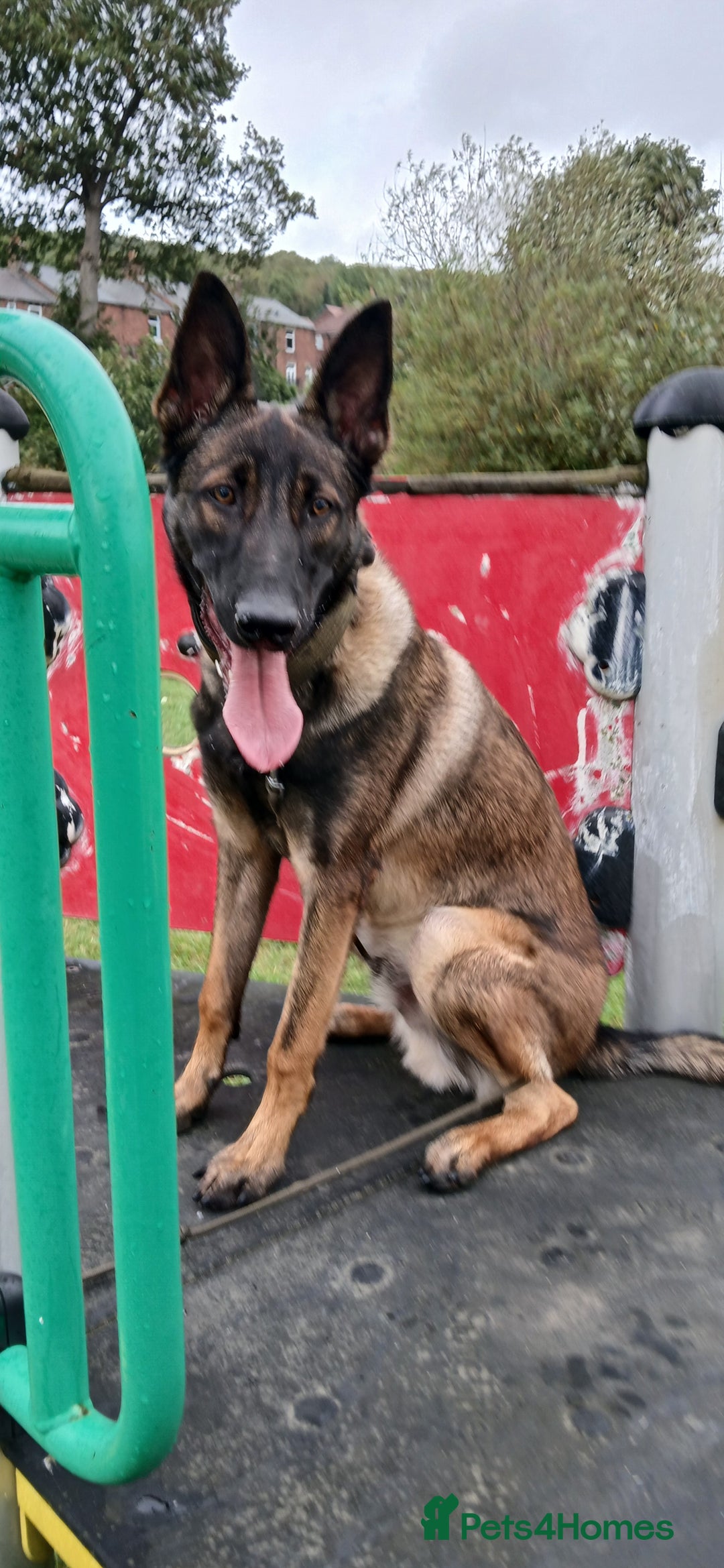 Belgian Shepherd Dog dogs for sale: Looking for a working home  - Image 1