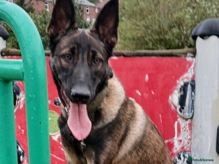 Belgian Shepherd Dog dogs - Advert 29