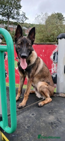 Belgian Shepherd Dog dogs - Advert 11