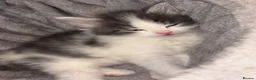 British Longhair cats for sale: British longhair kittens - Advert 8