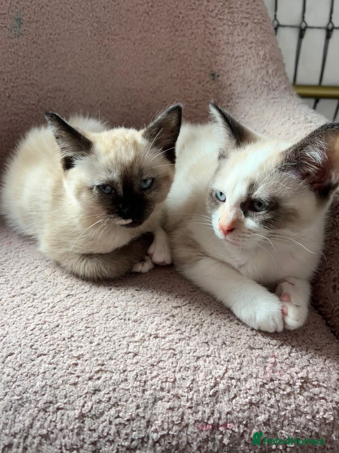 Mixed Breed cats for sale: Two lovely kittens for sale  - Advert 5