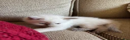 Ragdoll cats for sale: Beautiful Pure Ragdoll kittens - Advert 40
