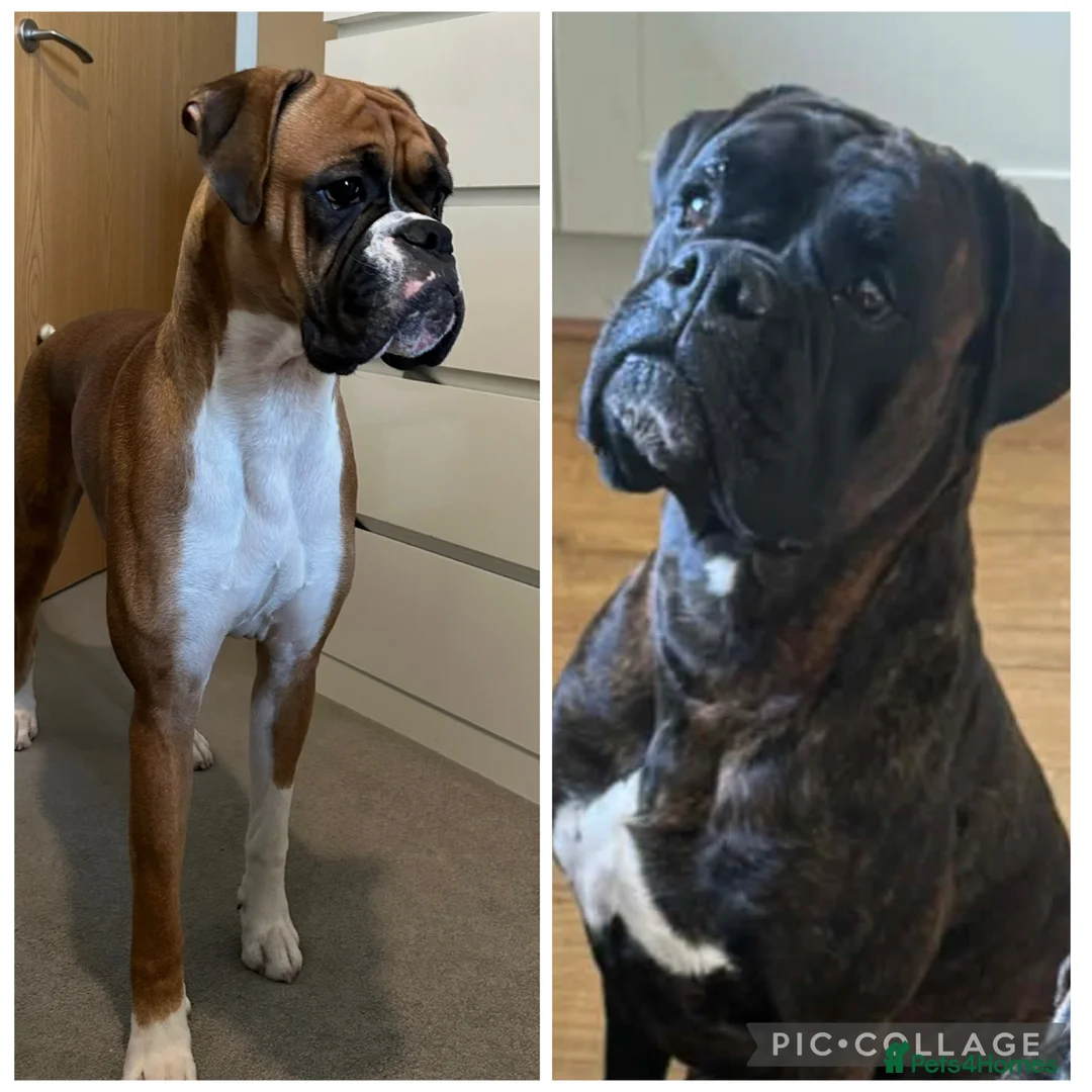 Boxer dogs for sale: Pregnancy confirmed - Advert 1