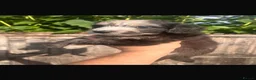Cockapoo dogs for sale: Cockerpoos F1’s, Beautiful Merle coloured pups  - Advert 8