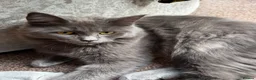 Ragcoon cats for sale: Ragcoon  - Advert 4