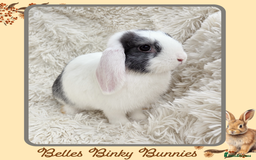 Mini Lop rabbits for sale: 🧡 READY NOW Mini Lop Doe 🧡 9wk old - Image 2