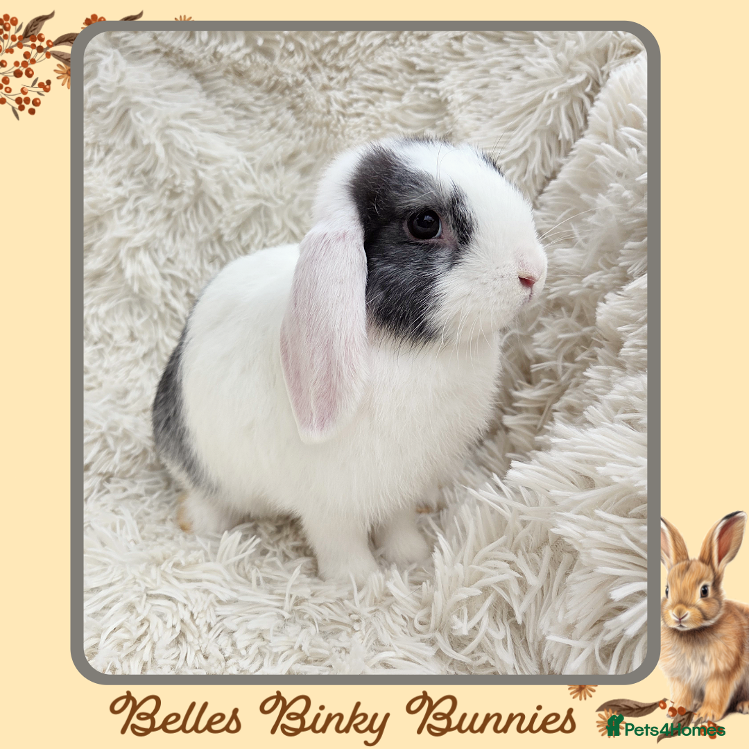 Mini Lop rabbits for sale: 🧡 READY NOW Mini Lop Doe 🧡 9wk old - Image 2