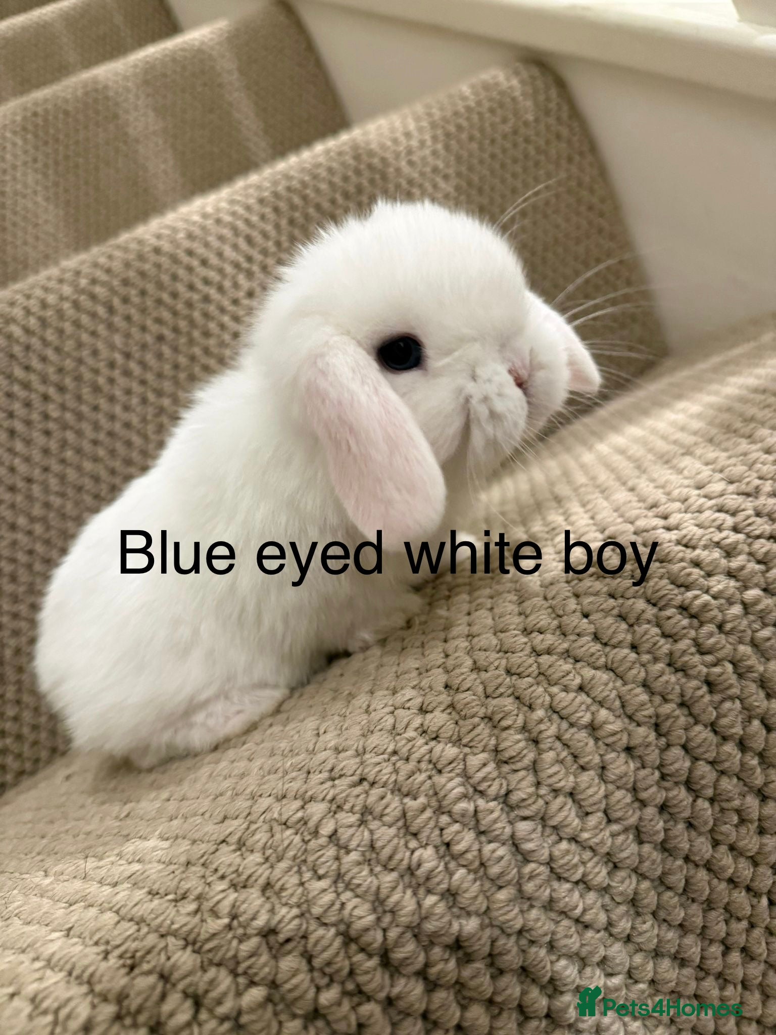 Mini Lop rabbits 6 mini lops ready to reserve  - Advert 1