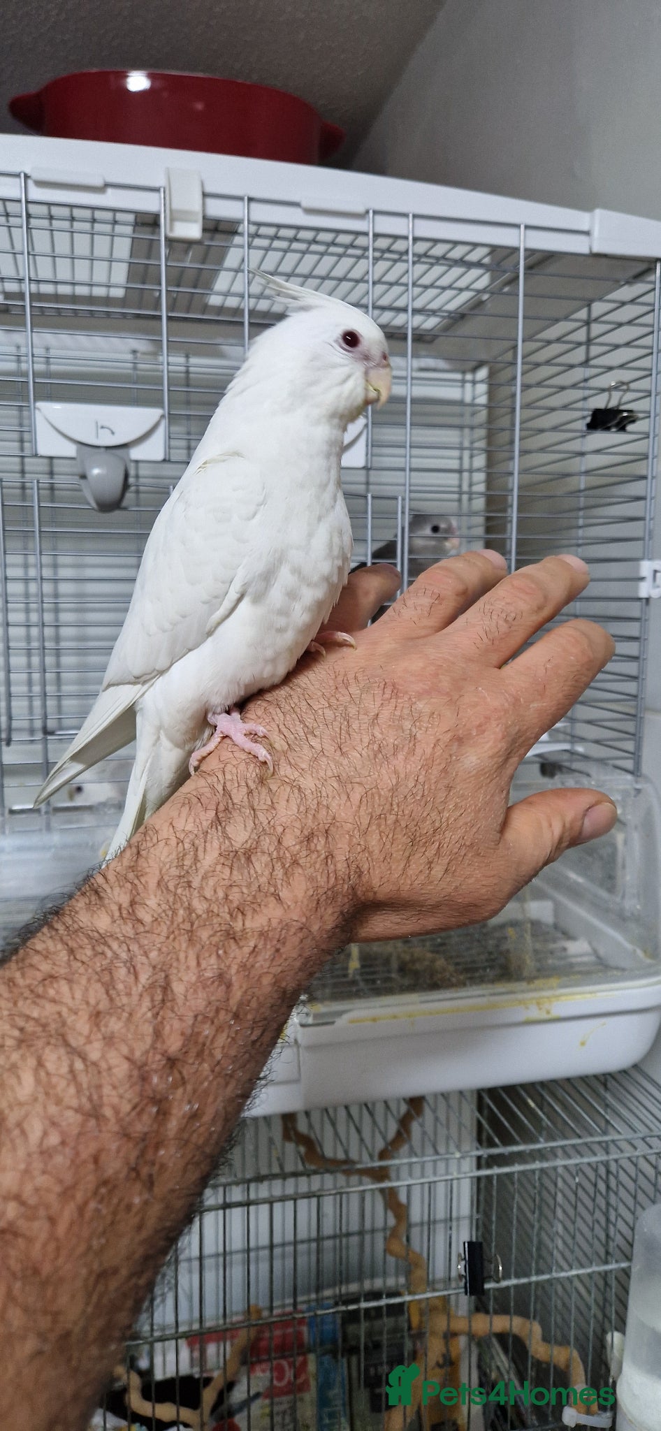 Cockatiels birds Fully tamed Albino cockatiel  - Advert 1