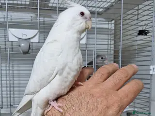Cockatiels birds Fully tamed Albino cockatiel - Advert 1