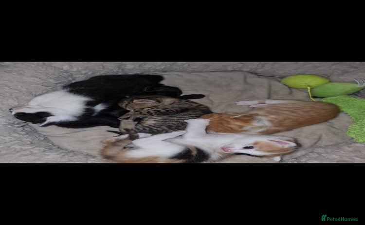 Mixed Breed cats - Advert 5