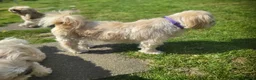 Shih Tzu dogs for sale: 3yr old shih tzu for rehoming  - Advert 3