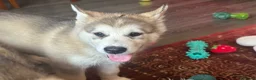 Alaskan Malamute dogs for sale: Female pure Alaskan Malamutes  - Advert 4