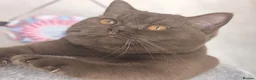British Shorthair cats for sale: Active cinnamon queen - Advert 3