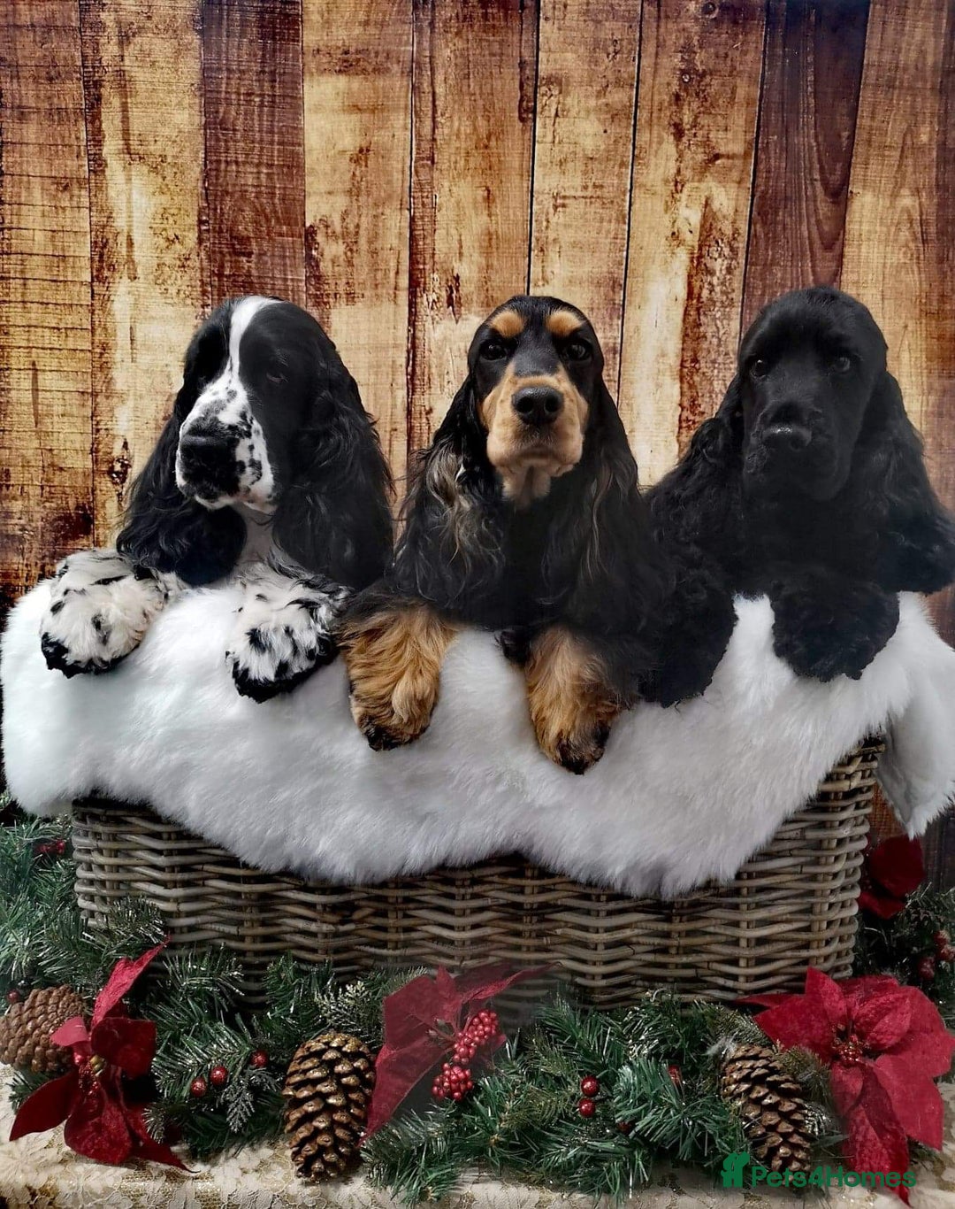 Cocker Spaniel dogs for stud: Full Show cocker spaniel Stud fully health tested  - Advert 13