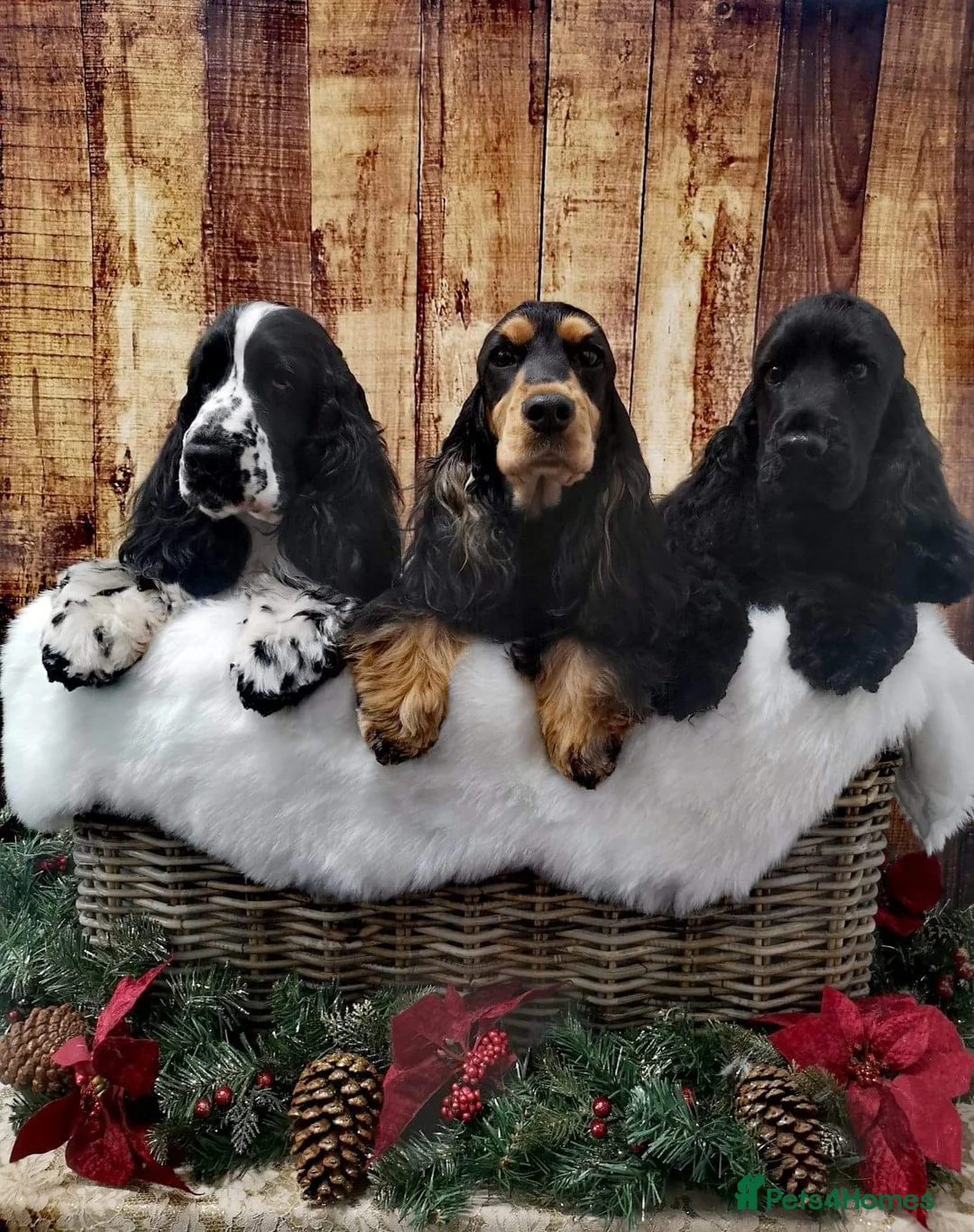 Cocker Spaniel dogs for stud: Full Show cocker spaniel Stud fully health tested  - Advert 13