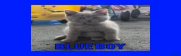 British Shorthair cats for sale: Stunning Lilac British Shorthair Kittens For Sale - Advert 17