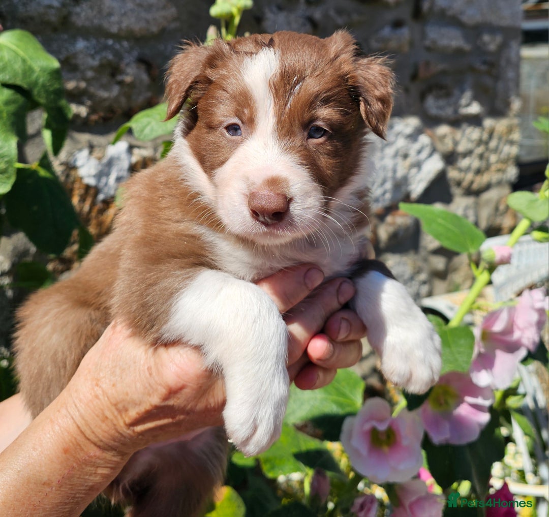 Border Collie dogs for sale: Red/White border collie puppies - Image 8
