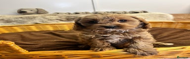 Cavapoo Puppy 1