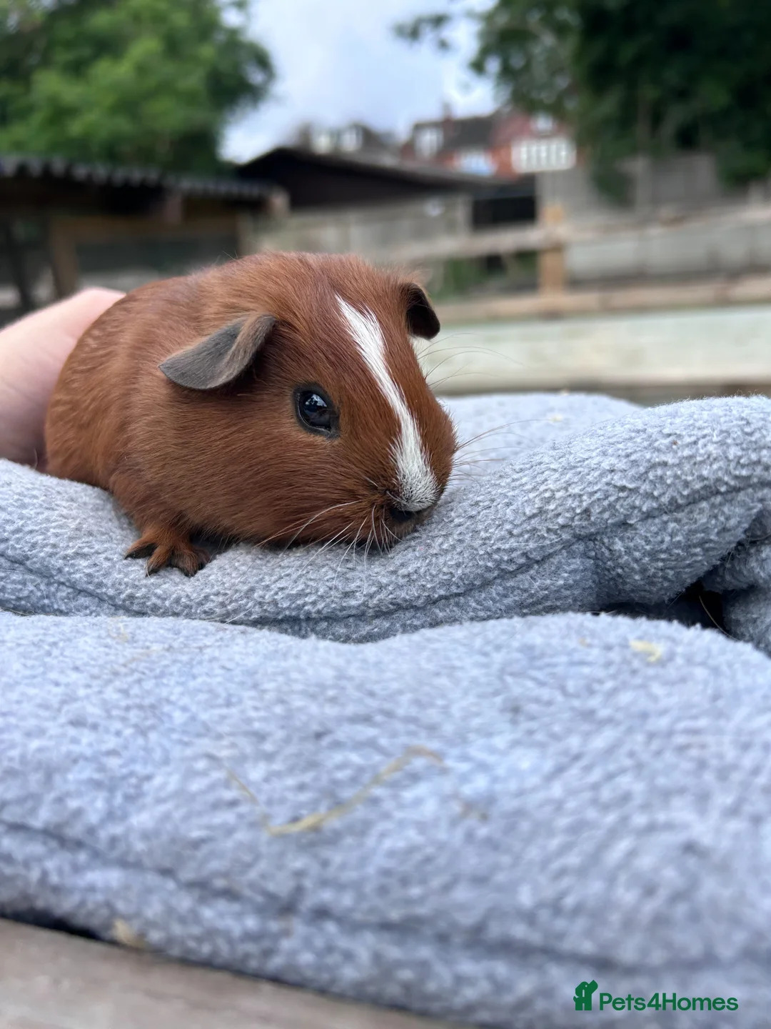 Guinea Pig rodents for sale: Beautiful baby guinea pigs - smooth haired males - Advert 4