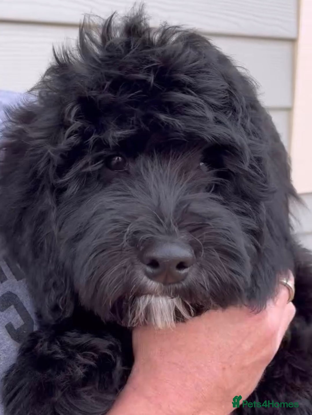 Bernedoodle dogs for sale: EXCEPTIONAL MINI BERNADOODLE PUPS. - Advert 4