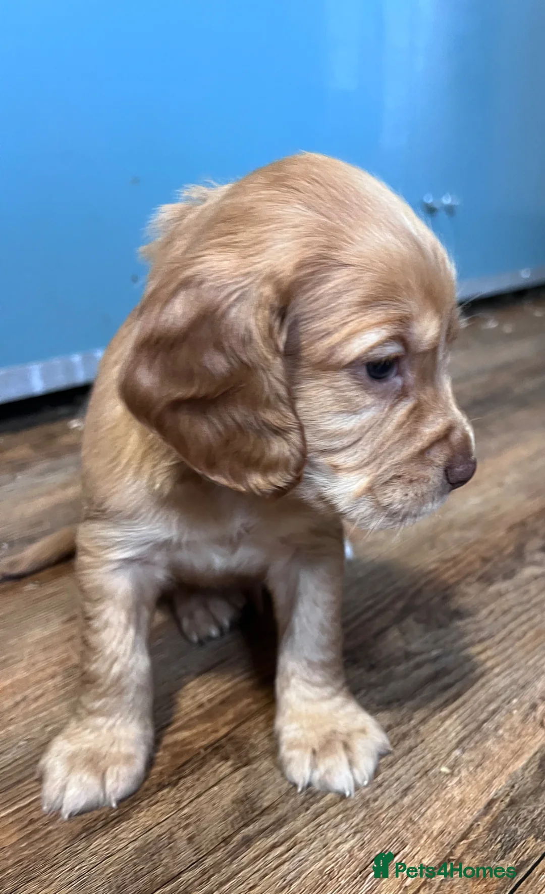 Cocker Spaniel dogs for sale: *RE- AVAILABLE GOLDEN KC COCKER PUP HEALTH TESTED  - Advert 2