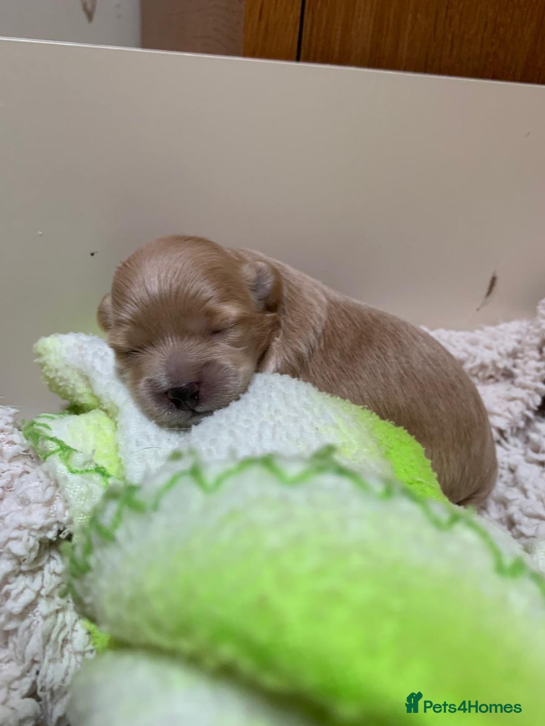 Maltipoo dogs for sale: Beautiful maltipoo puppies looking for new homes  - Image 4