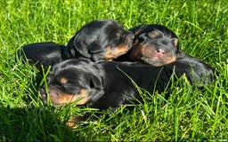 Rottweiler dogs for sale: 📅Healthy&Well-Socialised Rottweiler Pups📍 - Image 4