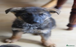 German Shepherd dogs for sale: German Shepherd Puppies - Image 6