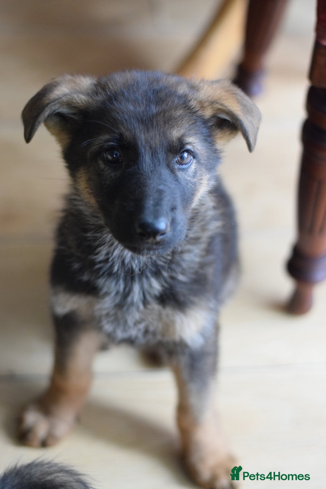 German Shepherd dogs for sale: German Shepherd Puppies - Image 6