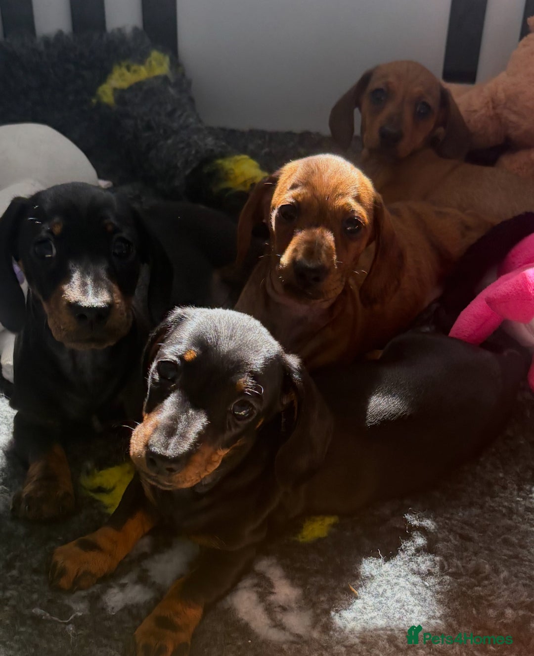 Miniature Dachshund dogs for sale: Beautiful KC Miniature dachshund puppies  - Image 4