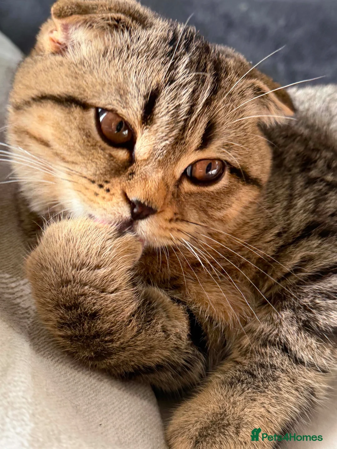 Scottish Fold cats for sale: Two Beautiful Scottish Kittens – Girls - Advert 2